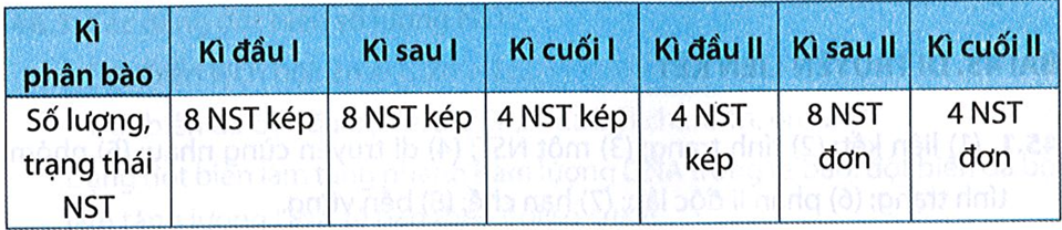 Một tế bào sinh trứng ở ruồi giấm (2n = 8) tiến hành giảm phân bình thường. Xác định số lượng NST và trạng thái (đơn hay kép) của NST theo mẫu bảng dưới đây. Biết rằng sự phân chia tế bào chất diễn ra ở kì cuối phân bào.  (ảnh 2)