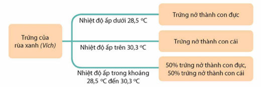 Nhận định nào sau đây không đúng khi nói về nhiệt độ ấp trứng của loài rùa xanh?  A. Nhiệt độ ấp dưới 28,5 °C trứng nở thành con đực.  B. Nhiệt độ ấp trên 30,3 °C trứng nở thành con cái. (ảnh 1)