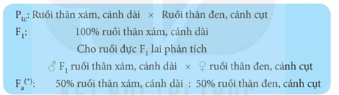 Morgan đã dùng phép lai nào sau đây trong thí nghiệm phát hiện ra hiện tượng di truyền liên kết?  A. Lai phân tích.  B. Lai trở lại (cho cơ thể lai F1 lai trở lại với P). (ảnh 1)