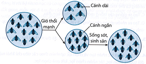 Hình dưới đây mô tả quần thể côn trùng chịu tác động của các yếu tố môi trường và quần thể ở thế hệ sau. (ảnh 1)