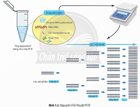 Quan sát Hình 1.2 và cho biết nếu dùng cùng một loại mồi xuôi và mồi ngược thì các đoạn DNA được tạo (ảnh 1)