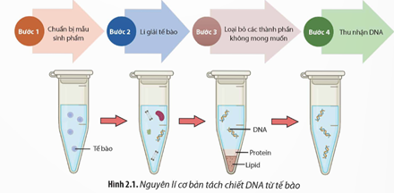 Quan sát Hình 2.1, hãy mô tả quy trình cơ bản tách chiết DNA từ tế bào. Từ đó, hãy cho biết nguyên lí của (ảnh 1)