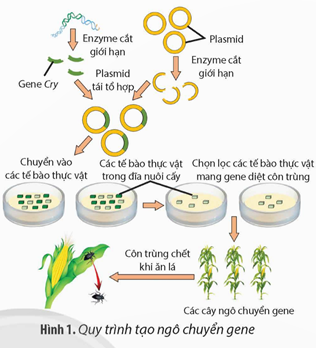 Hình 1 mô tả quá trình tạo giống ngô chuyển gene Cry mã hoá cho protein δ-endotoxin có tác (ảnh 1)