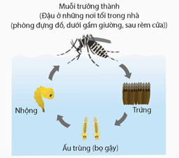 Muỗi vằn (Aedes aegypti) là vật chủ trung gian lây truyền virus Dengue gây bệnh sốt xuất huyết ở người (ảnh 1)