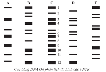 Hình dưới đây thể hiện kết quả khi phân tích đa hình các VNTR (các đoạn trình tự lặp lại song song trong hệ gene) của 5 người A, B, C, D, E. Trong đó, A và B là cặp vợ chồng thứ nhất; (ảnh 1)