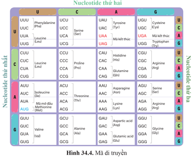 Dựa vào trình tự mRNA 5' AUG - CUU - UUA - AAU - CGU - GAA 3', trình tự chuỗi amino acid là A. met - leu - leu - asn - arg - glu.  B. met - leu - arg - asn - leu - glu.  C. met - leu - arg - asn - leu - gln.  D. met - leu - leu - lys - arg - gln.  (ảnh 1)