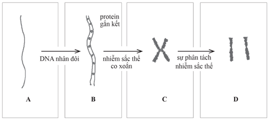 Quan sát hình dưới đây.  a) Hình nào thể hiện hai nhiễm sắc thể?  A. Hình A.  B. Hình B.  C. Hình C.  D. Hình D.  b) Hình nào thể hiện dạng nhiễm sắc thể kép có hai chromatid?  A. Hình A và B.  B. Hình B và C.  C. Hình C và D.  D. Hình A và D. (ảnh 1)