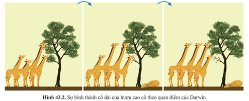 Giải thích sự hình thành loài hươu cao cổ theo quan điểm của Darwin gồm các phát biểu nào dưới đây?  (1) Quần thể ban đầu toàn hươu cổ ngắn. (ảnh 1)