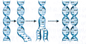 Hình ảnh sau đây mô tả nguyên tắc nào của quá trình tái bản DNA?  A. bán bảo toàn.  B. bảo toàn.  C. bổ sung.  D. gián đoạn. (ảnh 1)