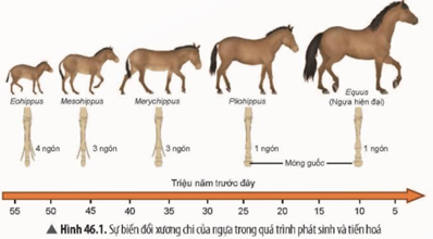 Loài ngựa hiện đại ngày nay được tiến hóa từ một dạng tổ tiên trong khoảng thời gian  A. 25 triệu năm.  B. 55 triệu năm.  C. 35 triệu năm.  D. 45 triệu năm.  (ảnh 1)