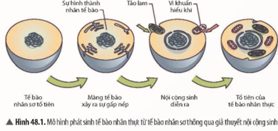 Các nhà khoa học đã giải thích quá trình phát sinh tế bào nhân thực từ tế bào nhân sơ thông qua  A. thuyết tiến hóa tổng hợp hiện đại. (ảnh 1)