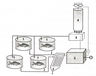 Cho sơ đồ hệ thống nuôi thuỷ sản tuần hoàn như sau:   Chú thích nào sau đây là đúng: A. 1 — bể lọc cơ học; 2 – bể nuôi; 3 – bể lọc sinh học; 4 – bể chứa nước thải; 5 – bể chứa nước sạch. B. 1 – bể nuôi; 2 – bể lọc cơ học; 3 – bể chứa nước thải; 4 – bể lọc sinh học; 5 – bể chứa nước sạch. C. 1 – bể lọc sinh học; 2 – bể nuôi; 3 – bể lọc cơ học; 4 – bể chứa nước thải; 5 – bể chứa nước sạch. D. 1 – bể lọc cơ học; 2 – bể nuôi; 3 – bể lọc sinh học; 4 – bể chứa nước sạch; 5 – bể chứa nước thải. (ảnh 1)