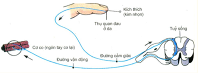 Cung phản xạ 