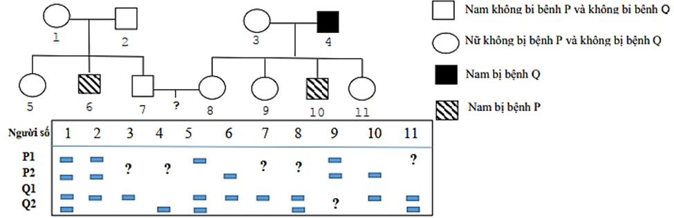 Cho biết không xảy ra đột biến và bệnh P do gen P có 2 alen là P1 và P2 gen quy định (ảnh 1)