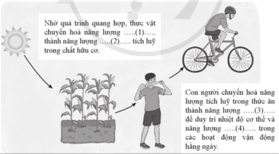 Điền các từ còn thiếu vào chỗ trống để mô tả các quá trình chuyển hoá năng lượng trong hình 13.1. (ảnh 1)