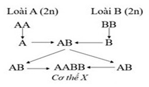 Hình bên mô tả cơ chế hình thành thể đột biến X từ hai loài lưỡng bội. Cơ thể X gọi là (ảnh 1)