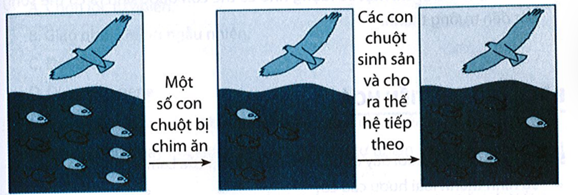 Vận dụng kiến thức đã học, giải thích tại sao số lượng những con chuột có màu lông đen nhiều hơn ở thế hệ sau. (ảnh 1)