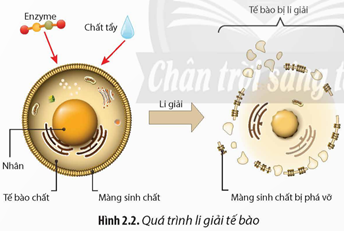 Quan sát Hình 2.2, cho biết mục đích và cơ chế của quá trình li giải tế bào. (ảnh 1)