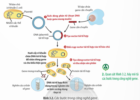 Quan sát Hình 3.2, hãy mô tả các bước trong công nghệ gene. (ảnh 1)