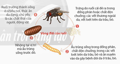 Ruồi (Clorysomyia benzziana) gây bệnh dòi da ở trâu, bò. Vòng đời và đặc tính sống của ruồi thể hiện ở (ảnh 1)