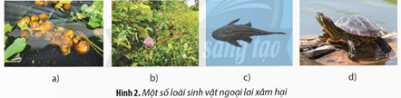 Hình 2 là một số loài sinh vật ngoại lai tại Việt Nam. Hãy tìm hiểu và cho biết:  a) Tên phổ thông và tên khoa học (ảnh 1)