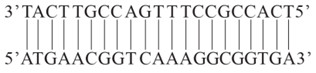 Nếu trình tự DNA của gene đang được phiên mã là:  a) Xác định trình tự mRNA được tạo ra từ trình tự này. Biết mạch phía trên là mạch khuôn, mạch phía dưới là mạch mã hóa. (ảnh 1)