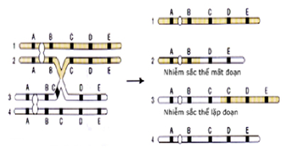 Một đoạn của nhiễm sắc thể tách rời và gắn vào nhiễm sắc thể tương đồng với nó tạo nên dạng đột biến nào dưới đây?  A. Mất đoạn.  B. Mất đoạn và lặp đoạn.  C. Đảo đoạn.  D. Chuyển đoạn. (ảnh 1)