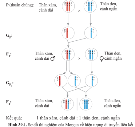 Ai là người phát hiện ra hiện tượng di truyền liên kết ở sinh vật?  A. Mendel.  B. Morgan.  C. Darwin. D. Paplop.  (ảnh 1)