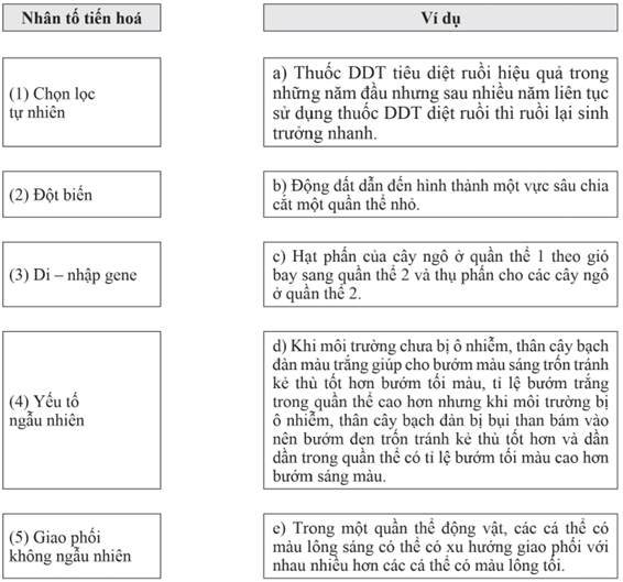 Nối nhân tố tiến hóa với ví dụ sao cho phù hợp.  (ảnh 1)