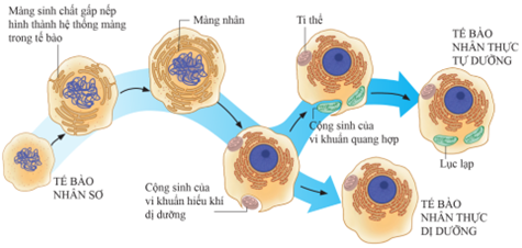 Theo giả thuyết về sự hình thành tế bào nhân thực từ tế bào nhân sơ, sự xuất hiện của các loại tế bào theo thứ tự nào dưới đây?  A. Tế bào nhân sơ - Tế bào nhân thực tự dưỡng - Tế bào nhân thực dị dưỡng. (ảnh 1)