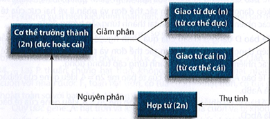 Vẽ sơ đồ thể hiện mối quan hệ giữa nguyên phân và giảm phân trong sinh sản hữu tính.  (ảnh 1)