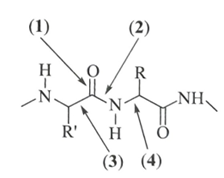 Trong cấu trúc phân tử của chất cho ở hình bên, liên kết peptide là  A. liên kết (1). (ảnh 1)