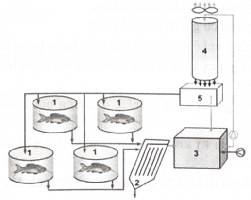 Cho hình vẽ sau mô tả về thành phần cơ bản của hệ thống nuôi thuỷ sản tuần hoàn.   Phát biểu nào sau đây là đúng:  (ảnh 1)