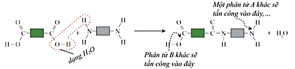 Hai monome khác nhau phản ứng với nhau để tạo thành polyamide. Hãy gọi chúng là A và B. Chỉ có nhóm chức của chúng tham gia phản ứng. (ảnh 2)