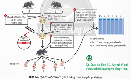 Quan sát Hình 3.9, hãy mô tả quá trình tạo chuột chuyển gene bằng vi tiêm. (ảnh 1)