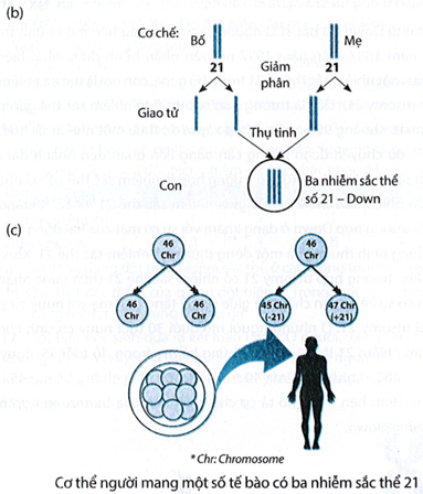 Đọc đoạn thông tin sau và trả lời câu hỏi. a) Hình (a): chuyển đoạn nhiễm sắc thể; Hình (b): trisomy 21; Hình (c): Down ở thể khảm. (ảnh 2)
