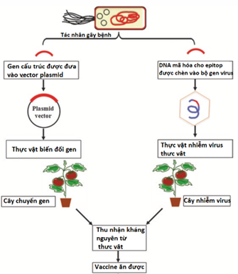 • Thu thập thông tin về ứng dụng công nghệ gene hiện nay và đánh giá triển vọng công nghệ gene trong (ảnh 1)