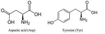 Aspartic acid (Asp) và Tyrosine (Tyr) là nguyên liệu để sinh vật tổng hợp protein. Công thức cấu tạo của 2 amino acid: Aspartic acid (Asp) và Tyrosine (Tyr)  (ảnh 1)