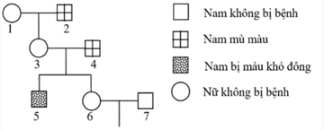 Sơ đồ phả hệ dưới đây mô tả sự di truyền bệnh mù màu và bệnh máu khó đông ở người.   Mỗi bệnh do 1 trong 2 alen của 1 gen nằm ở vùng không tương (ảnh 1)