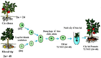I. Đây là phương pháp dung hợp tế bào trần. II. Đây là phương pháp gây đột biến. III. Tạo được con lai mang 2 bộ NST khác nhau của 2 loài. IV. Cây lai Pomato không có khả năng sinh sản hữu tính. (ảnh 1)