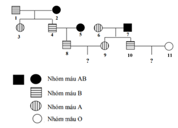 Ở người, tính trạng nhóm máu do gen I nằm trên NST thường quy định. Gen I có 3 alen là IA, IB, IO, trong đó IA và IB đều trội so với  (ảnh 1)