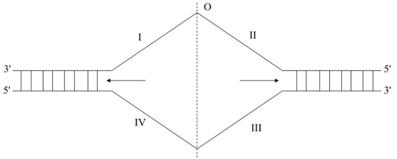 Một đoạn ADN nằm ở khoảng giữa 1 đơn vị nhân đôi như hình vẽ (ảnh 1)