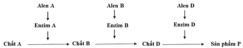 Ở người, xét 3 gen nằm trên 3 cặp nhiễm sắc thể thường, các alen A, B, D (ảnh 1)