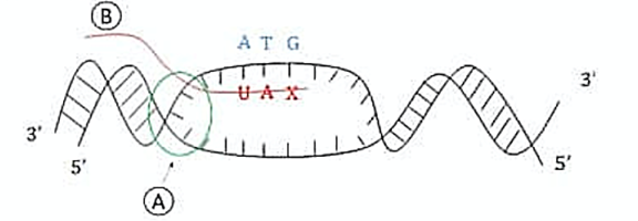 Cho biết hình ảnh dưới đây mô tả một quá trình diễn ra trong nhân tế bào nhân thực (ảnh 1)