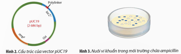 Một nhà khoa học tiến hành thiết kế vector pUC19 có nguồn gốc từ vi khuẩn E. coli bằng cách chèn một (ảnh 1)