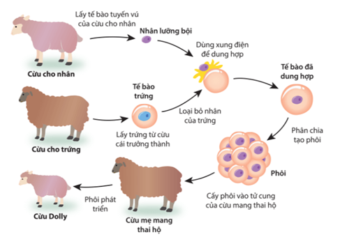 Tìm hiểu quá trình tạo ra cừu Dolly và cho biết đây là sinh sản vô tính hay hữu tính.  (ảnh 1)