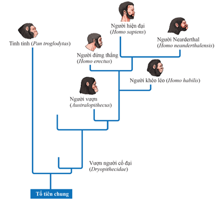 Trình tự nào về sự tiến hóa của loài người được các nhà khoa học chấp nhận nhiều nhất?  A. Australopithecus → Dryopithecidae → Homo sapiens → Homo habilis.  B. Homo erectus → Homo habilis → Homo sapiens. (ảnh 1)