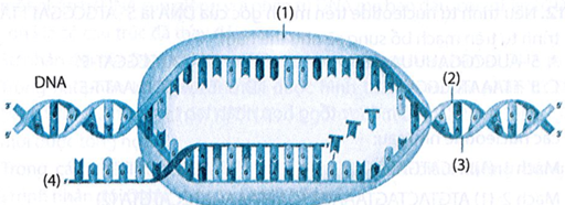 Thành phần nào có tác dụng lắp ráp các nucleotide tự do với mạch khuôn.  A. (1).  B. (3).  C. (2).  D. (4). (ảnh 1)