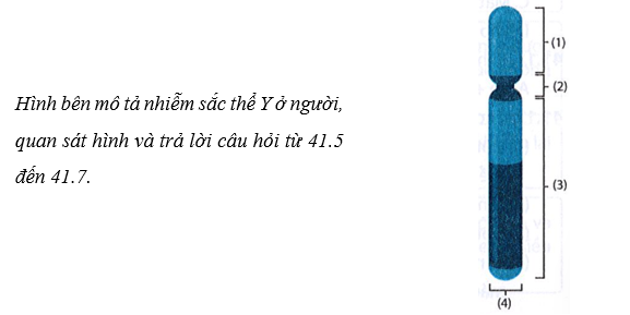 Chú thích nào là vị trí liên kết giữa nhiễm sắc thể với thoi phân bào?  A. (1).  B. (2).  C. (3).  D. (4). (ảnh 1)