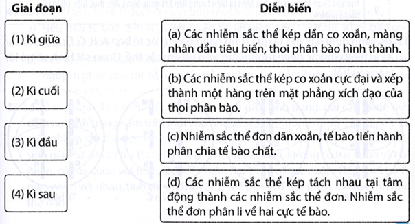 Nối tên của các giai đoạn trong quá trình nguyên phân với diễn biến tương ứng   (ảnh 1)